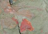 Fossil Aglaspid (Tremaglaspis) With Marrellomorph (Furca) #11061-5